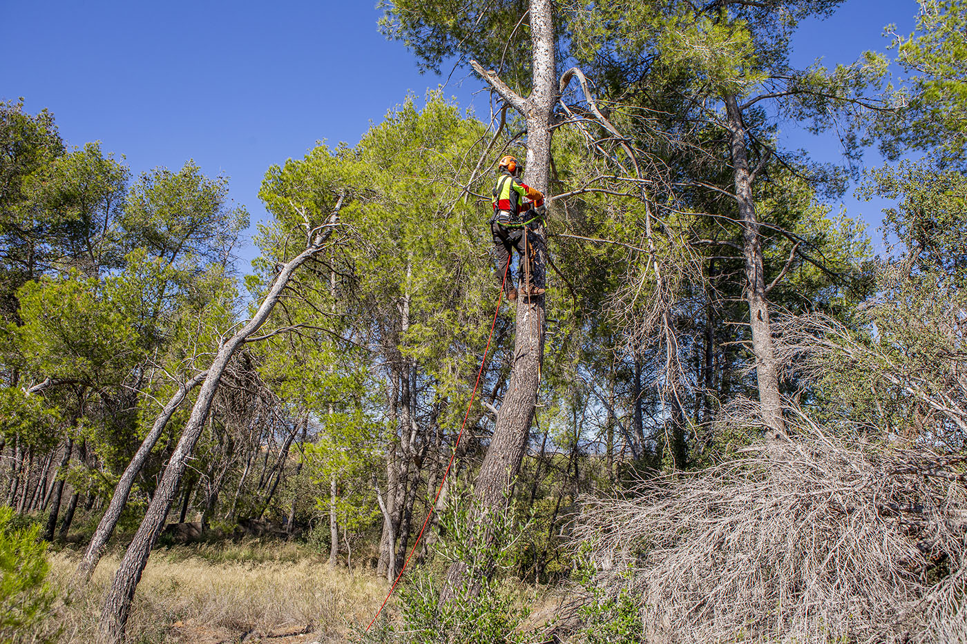 Treballs forestals