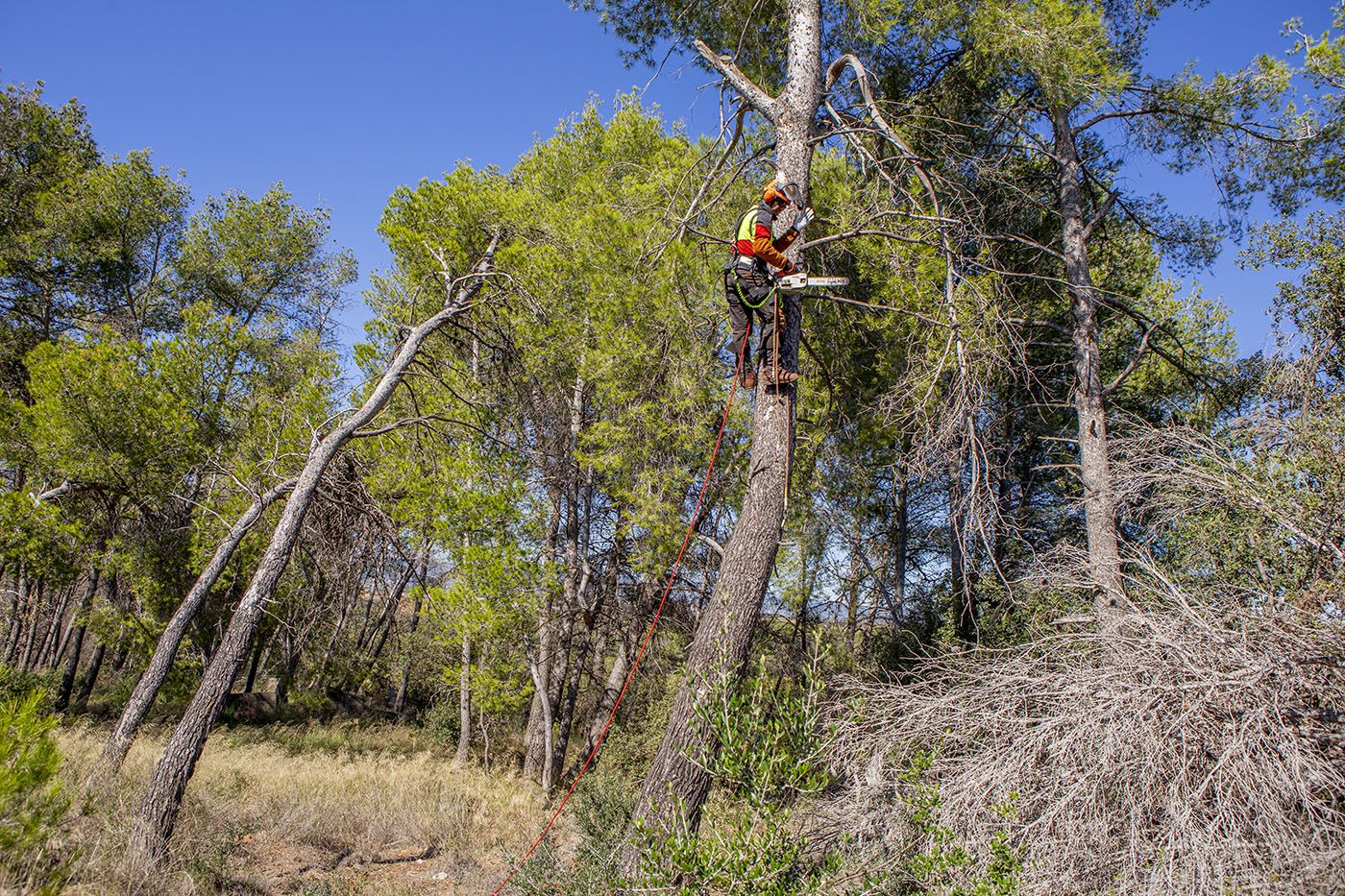 Futur Ecològic Servei Tala d'Arbrat i Servei de Trepa