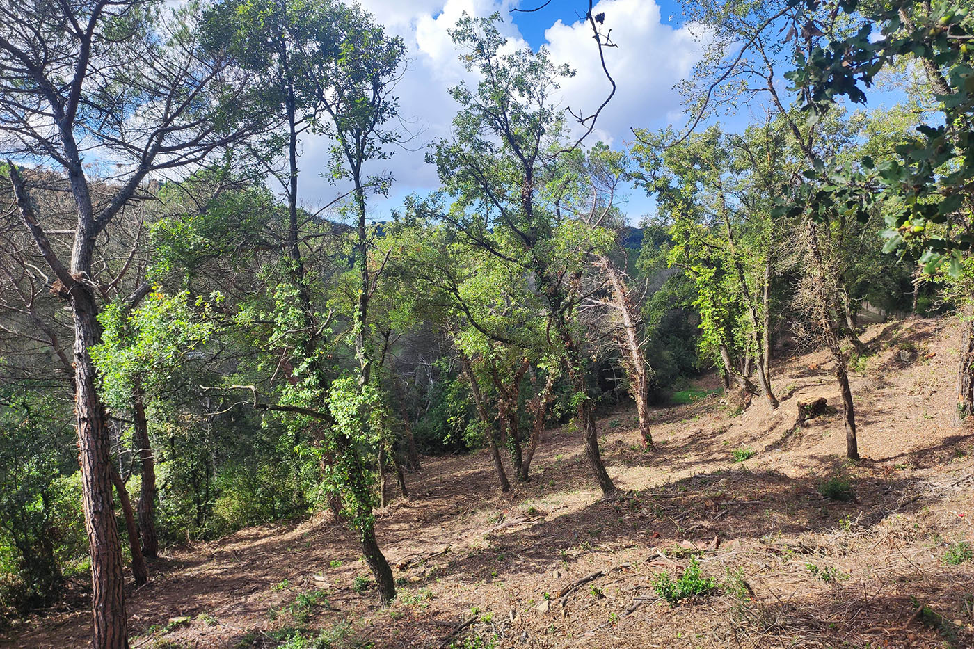 Futur Ecològic Gestió Forestal