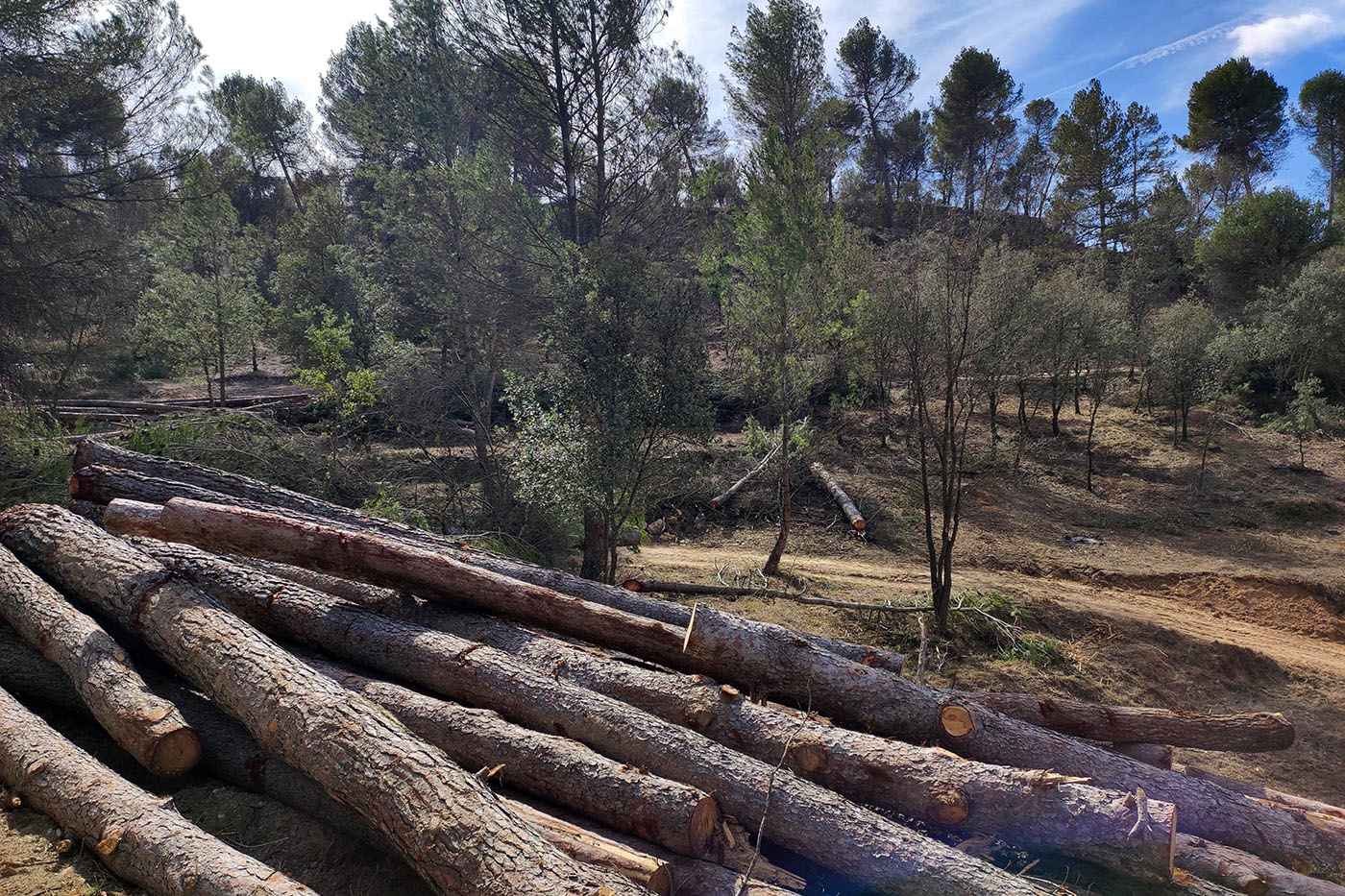 Gestió forestal