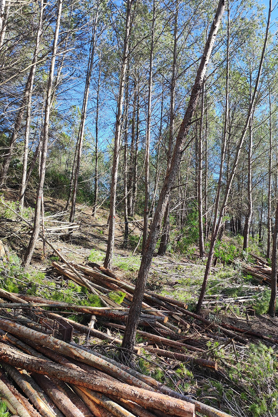 Futur Ecològic Gestió Forestal